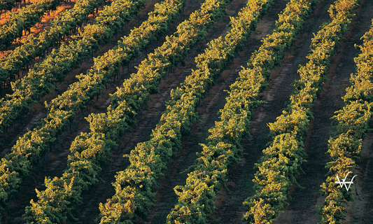 Aerial view of vineyard