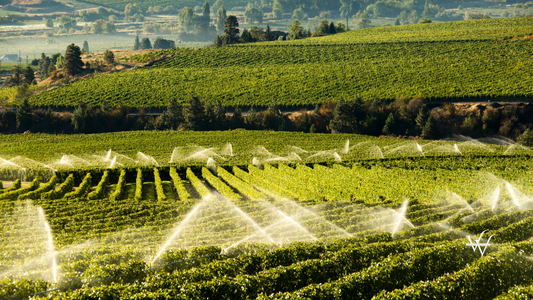 Agriculture Irrigation Sprinkler Okanagan Vineyard