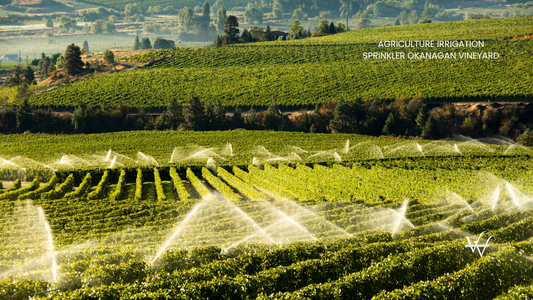 Agriculture Irrigation Sprinkler Okanagan Vineyard
