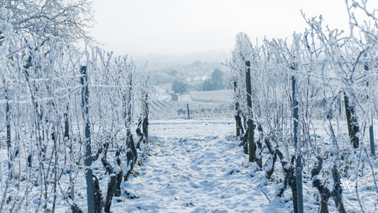 Arctic Viticulture Vineyard