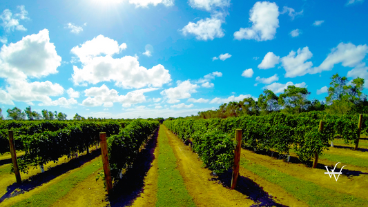 Australian vineyard
