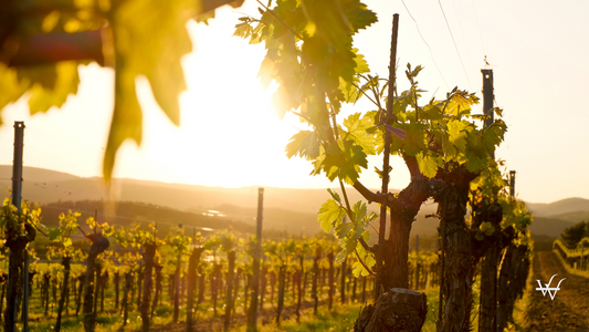Austria_Kamptal_Langenlois_Vineyard