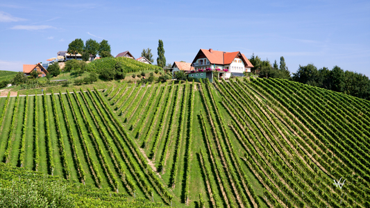 Austria Styria Steiermark Vineyard