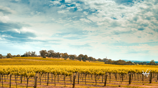 Barossa Valley winery
