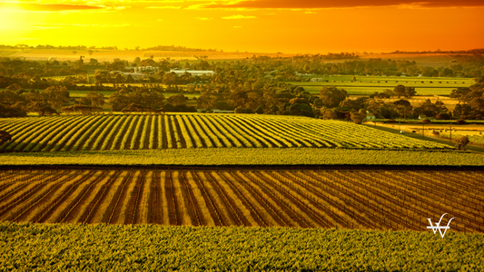 Barossa Vineyards Australia
