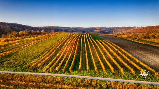 Beautiful vineyards in Weinviertel, Lower Austria