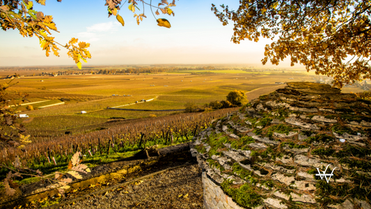 Burgundy Vineyard, France