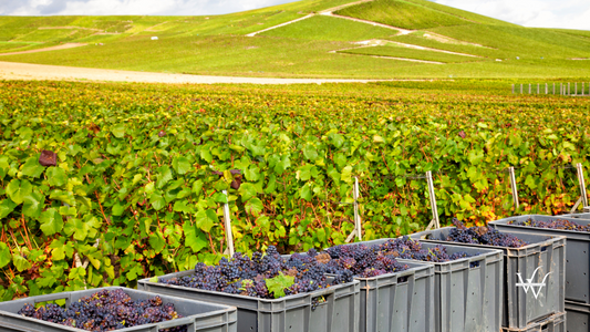 Burgundy_vineyards