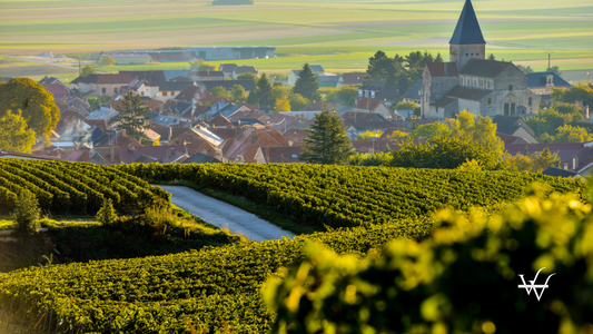 Champagne vineyards Sacy in Marne department, France