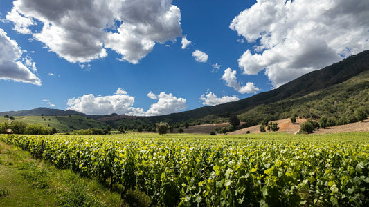 Chile Apalta Valley Vineyard