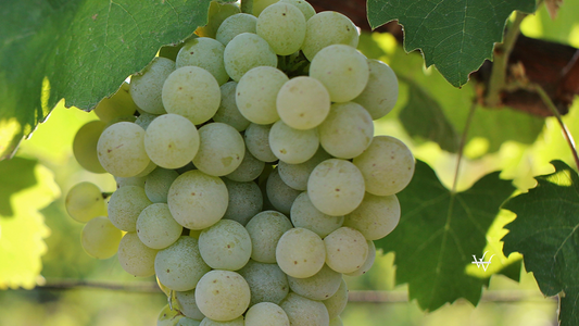 Cramposie Selectionata Grape C Revino.ro