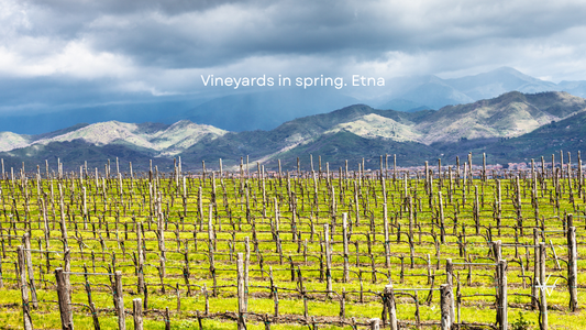 Empty Vineyard in Etna Winemaking Region in Spring