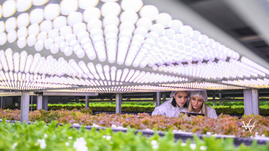 Female Agri-tech Specialists Examining LED Lit Lettuce Crops