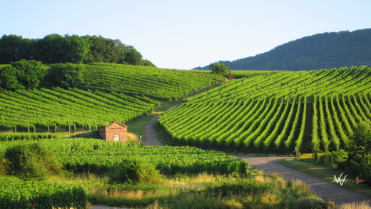 France Alsace Vineyard (1)