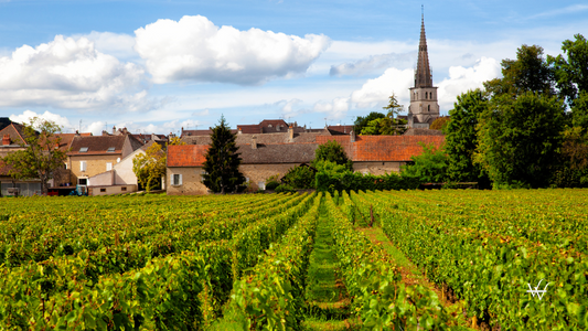 France_Burgundy_Meurseult_Vineyard