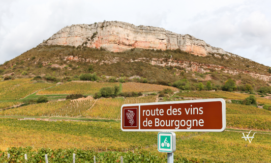 France Burgundy Top 10 Red Wines of 2025