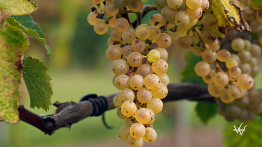 France Savenniere Chenin Blanc Grape