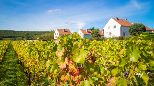 French Vineyard