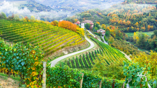 Golden vineyards of Piemonte. Italy