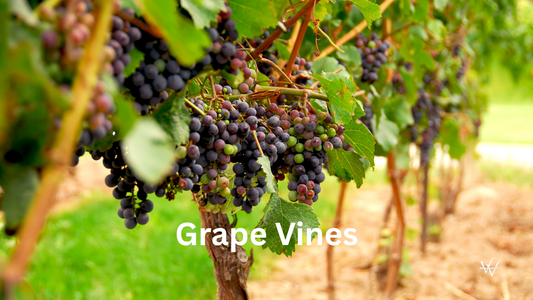 Grape Vines