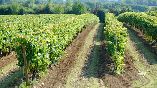 Grape Vines in a Vineyard near Cognac