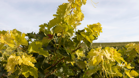 Grape leaves from Ribera del Duero, Spain