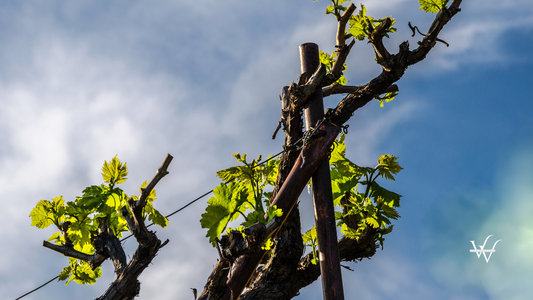 Grapevine