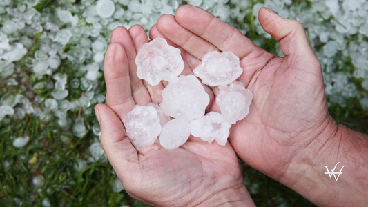 Hail in Hands after Hailstorm