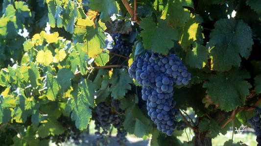 Hunter Valley