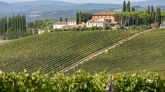 Italy_Tuscany_Vineyard