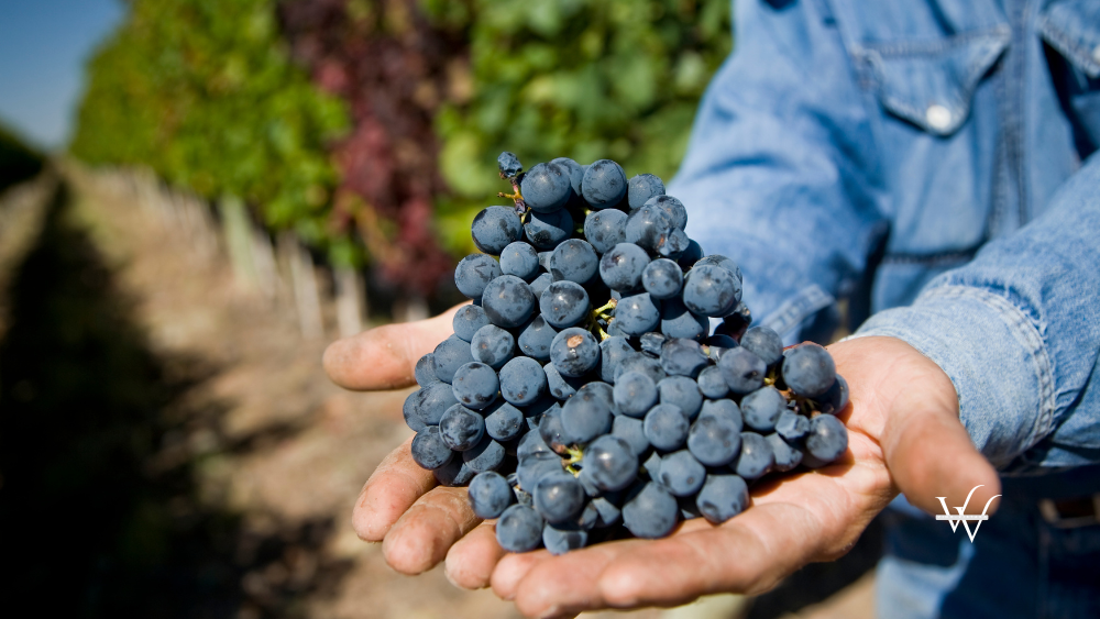 Malbec Grapes
