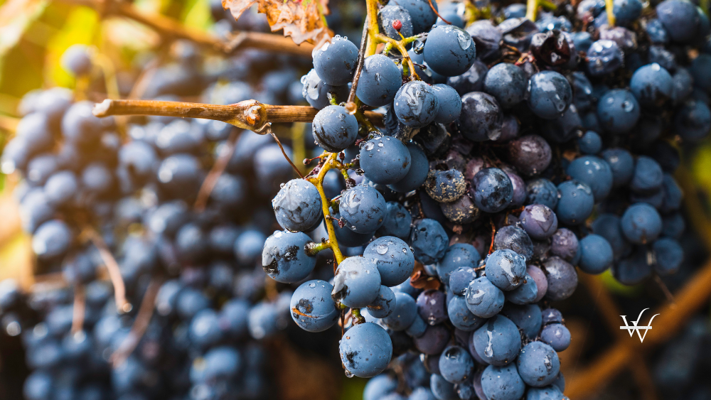 Malbec grapes in the vineyard.