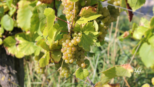 Muscat grape