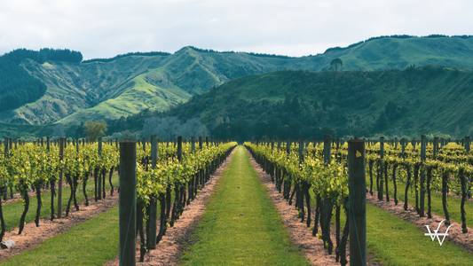New Zealand Vineyard (1)