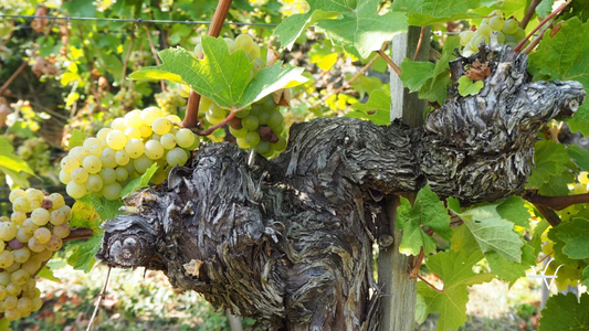 Old vine 1964 Gaisberg