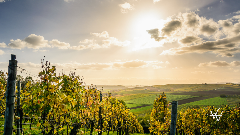 Pathway Under Clouds And Blue Sky