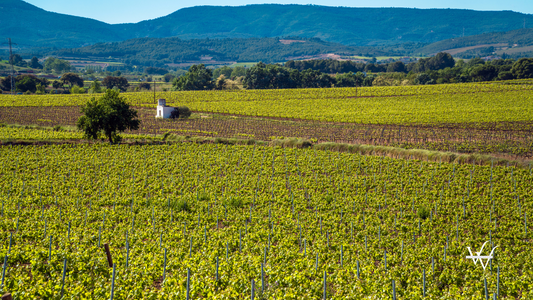 Penedes DO, Catalonia, Spain