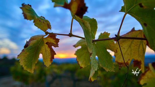 Penedes vineyard autumn sunset - Catalonia