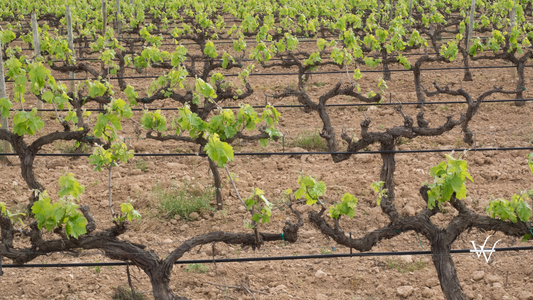 Penedes vineyards
