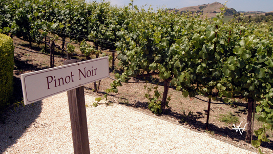 Pinot Noir Grapes (1)