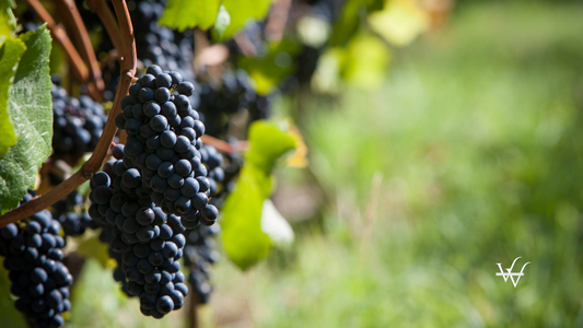 Pinot Noir Wineyard