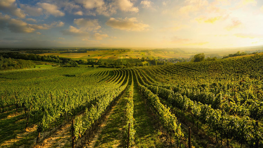 Prottes, Weinviertel, Niederösterreich © Austrian Wine WSNA