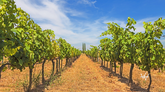 Provence vineyard