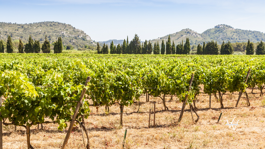Provence vineyard (1)