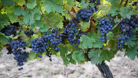 Rara Neagra Grape