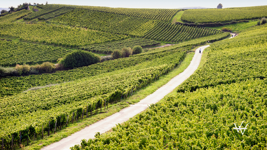 Rheingau Riesling Vineyards