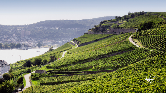 Rheingau Riesling Vineyards zoomed out view