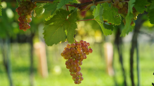Roter Veltliner © Austrian Wine WSNA