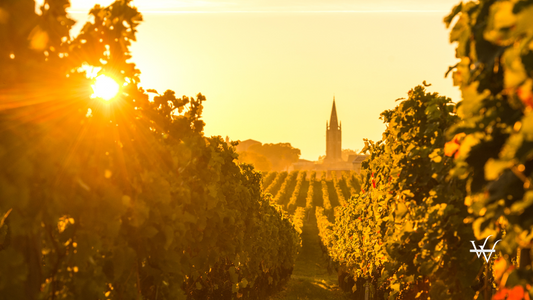 Saint_Emilion_Vineyard_Sunrise_Bordeaux_Wine