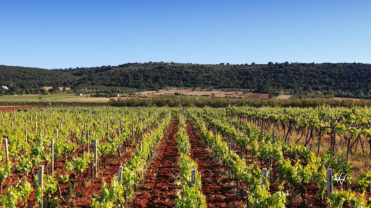 Schenk Family Italia Vineyard